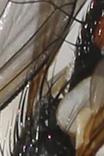 Cylindromyia auriceps